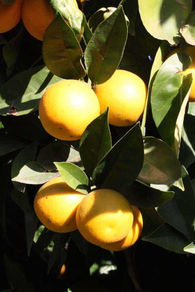              Fruit (Blanca Macetera, Riverside, CA)       